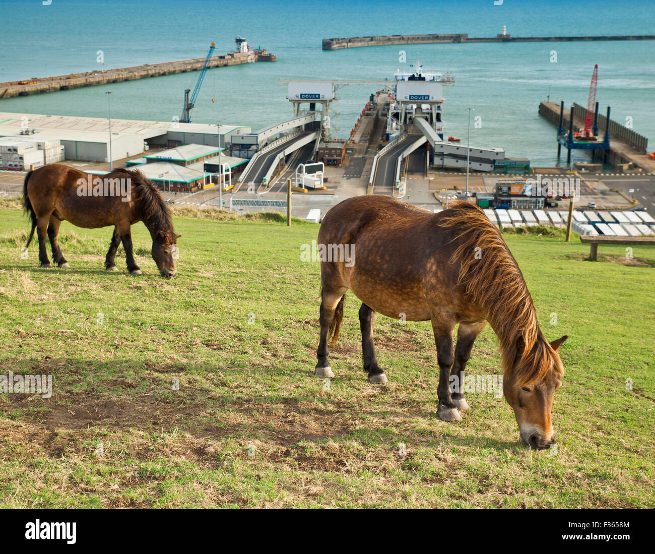 Exmoor ponies grazing on the chalk grassland of the White Cliffs at Dover. Stock Photo