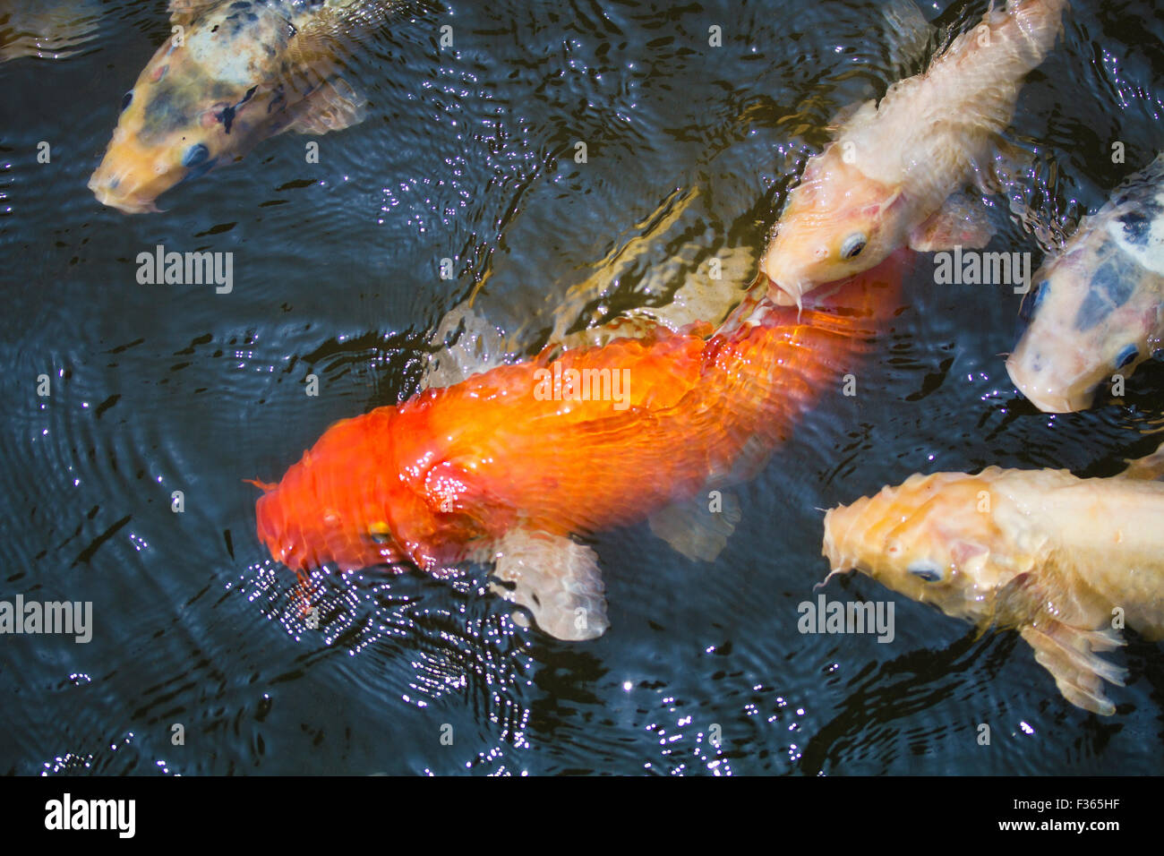 multi-colored koi fish swim on the surface of a green koi pond. Stock Photo