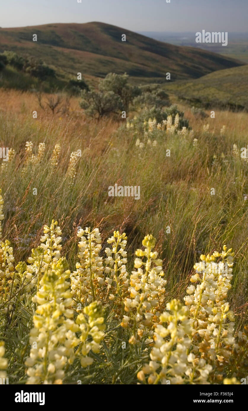 White lupine, Beezley Hills Preserve, Washington Stock Photo