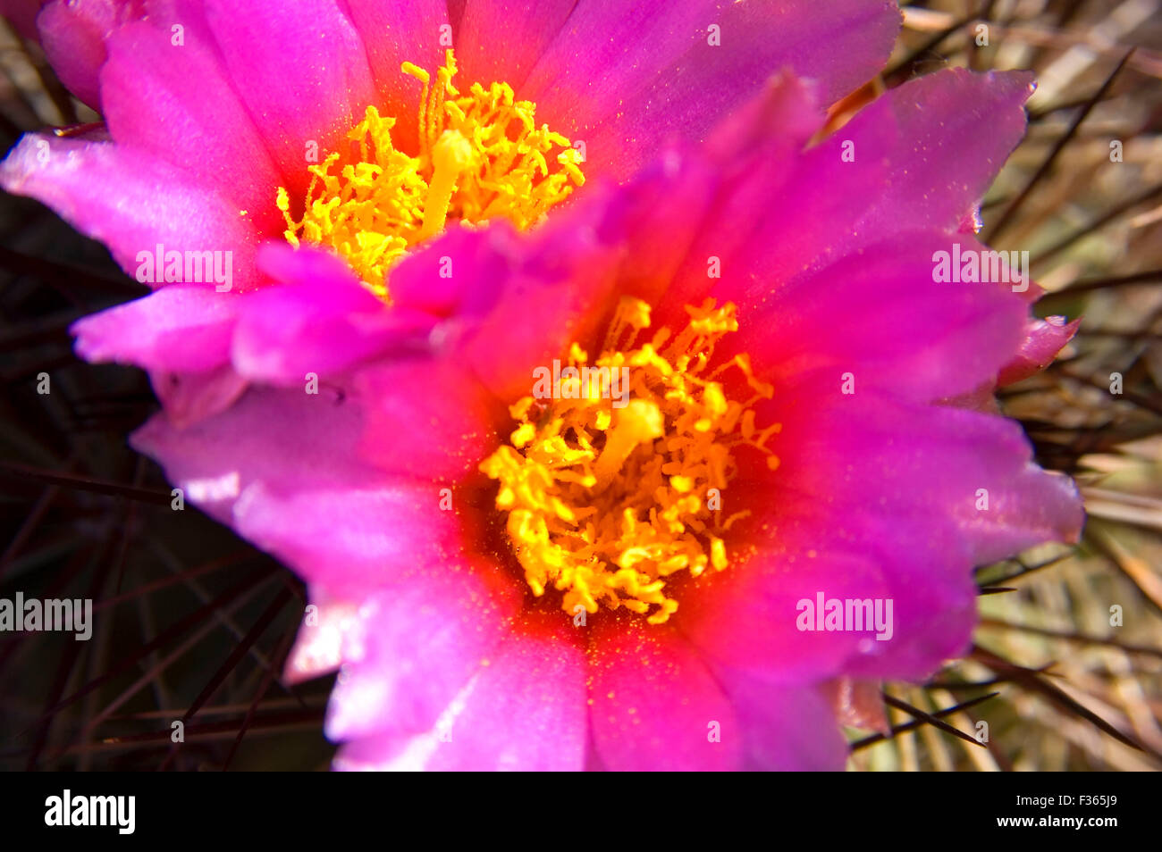 Columbia River Basin cactus bloom, Beezley Hills Preserve, Washington Stock Photo