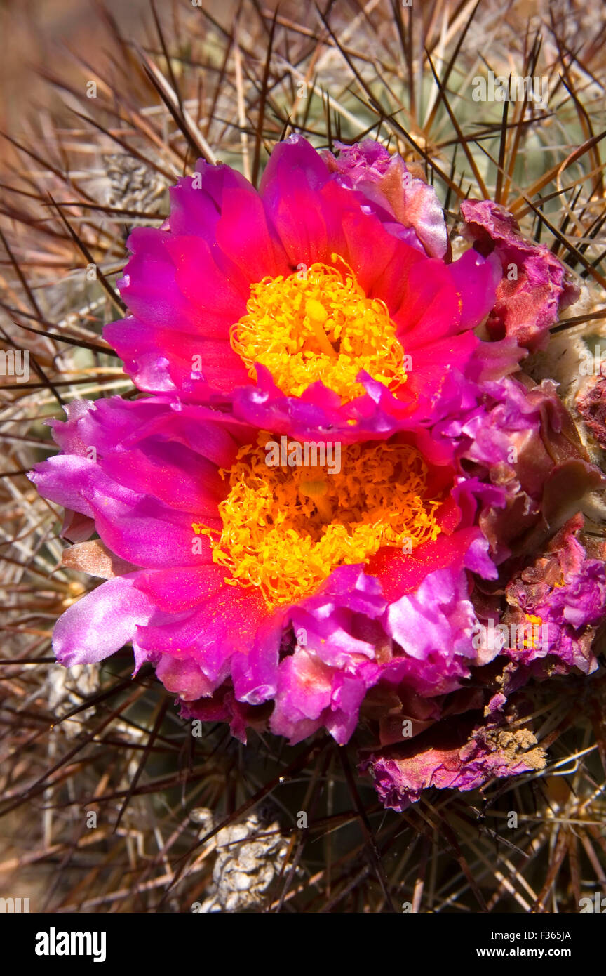 Columbia River Basin cactus bloom, Beezley Hills Preserve, Washington Stock Photo