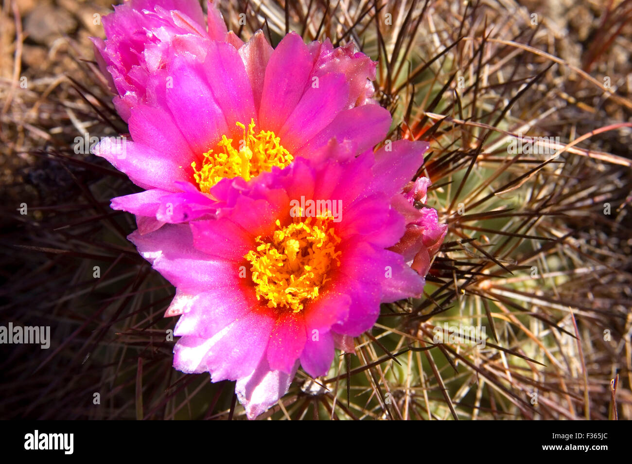 Columbia River Basin cactus bloom, Beezley Hills Preserve, Washington Stock Photo