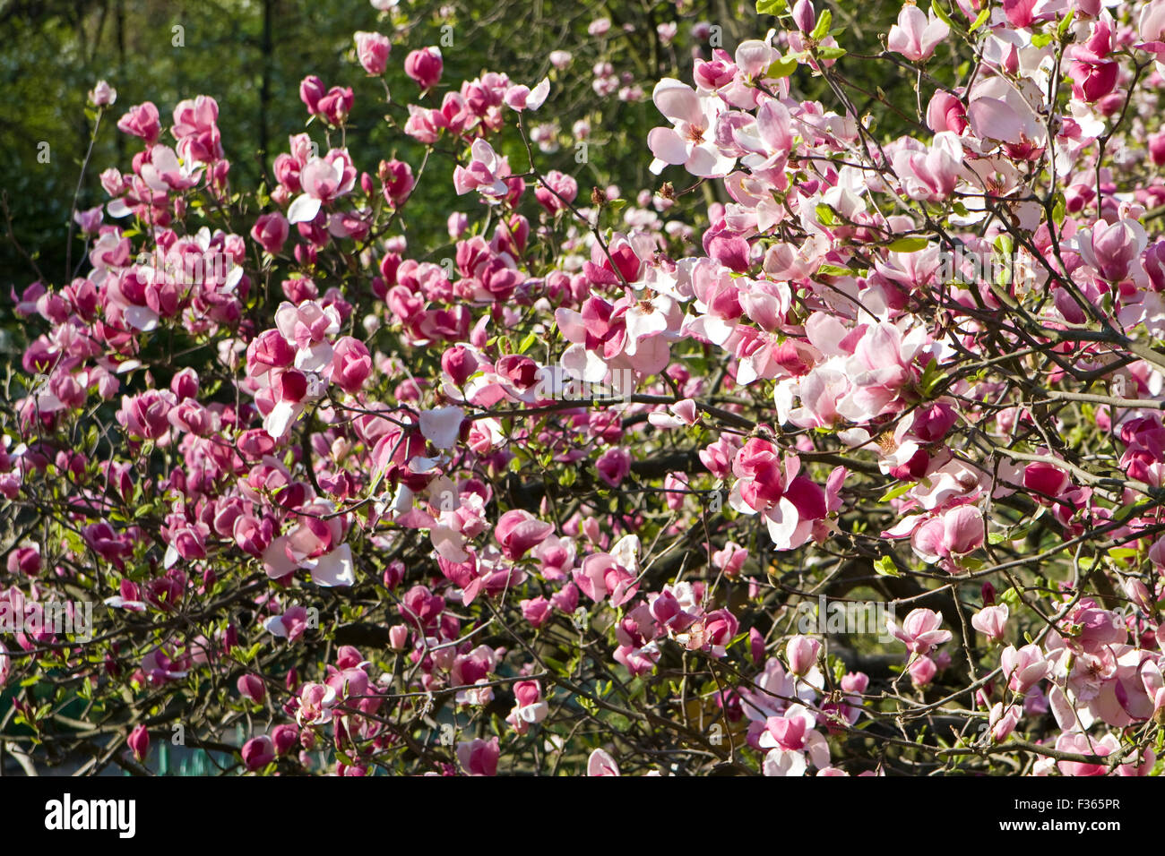 Branches of magnolia tree with pink flowers Stock Photo - Alamy
