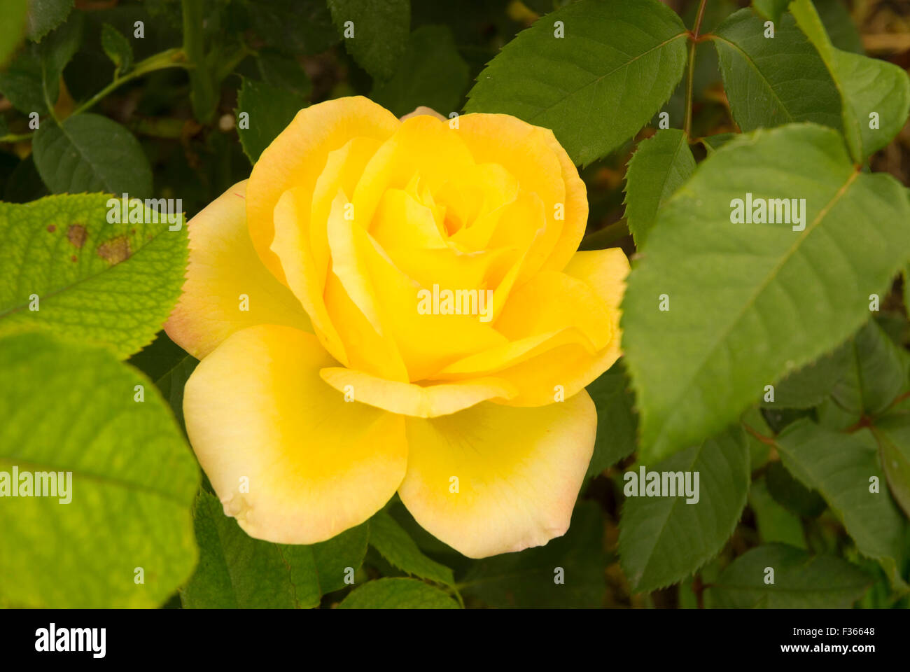 Rose Hill garden, Manito Park, Spokane, Washington Stock Photo Alamy