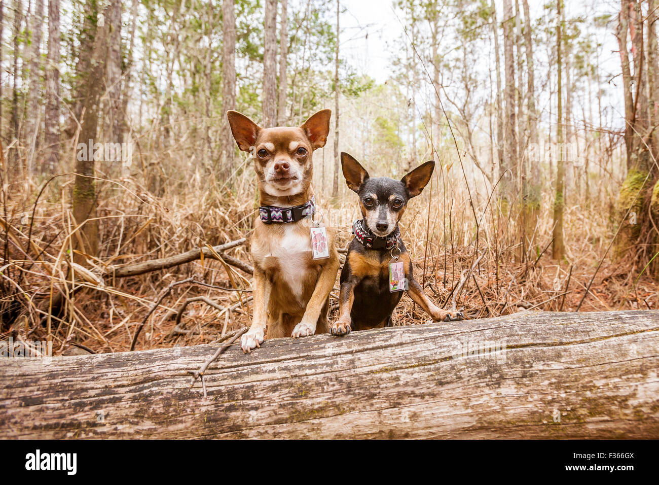 Two cute small dogs in the woods watching Stock Photo