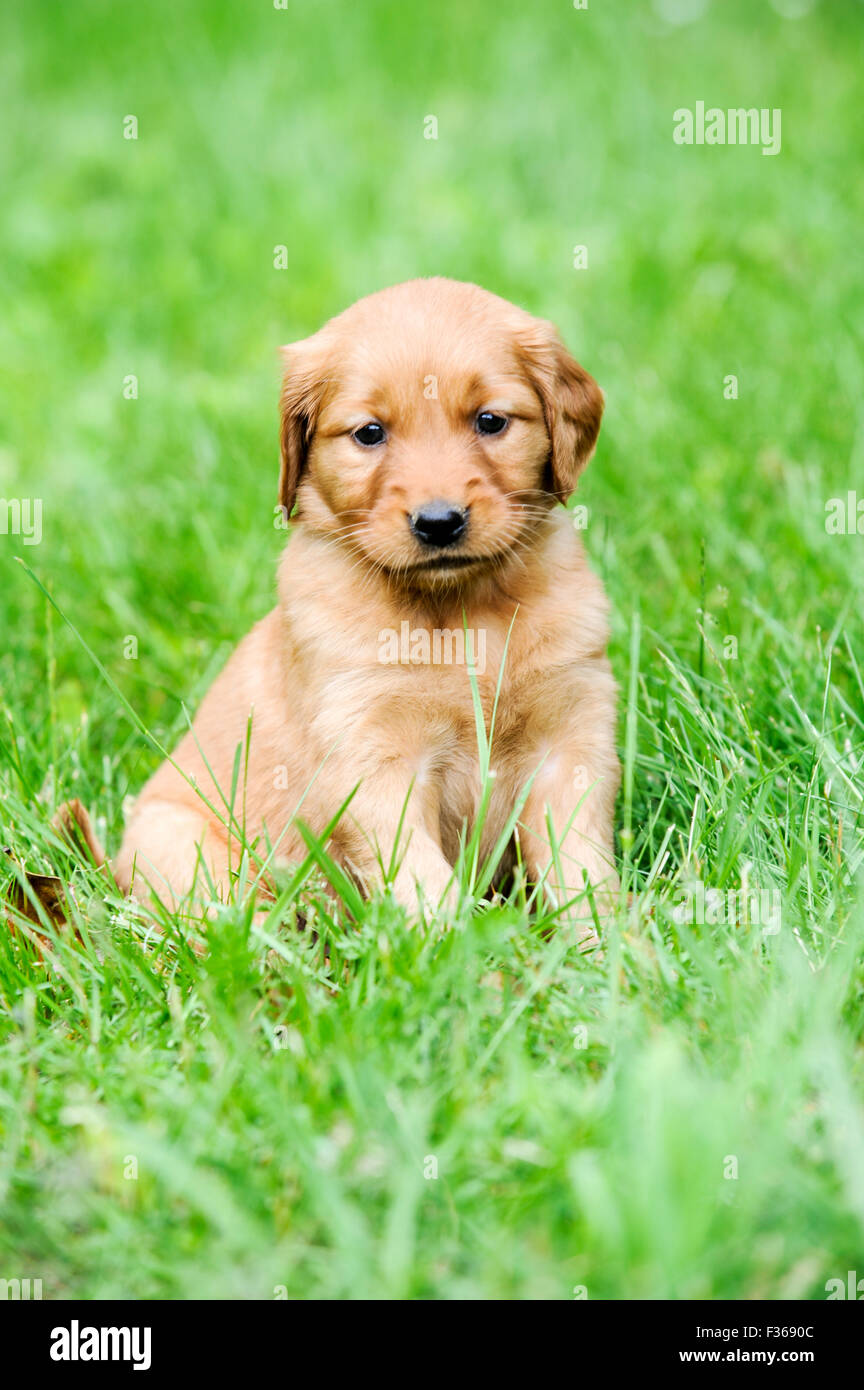 Canadian golden retriever puppy sales