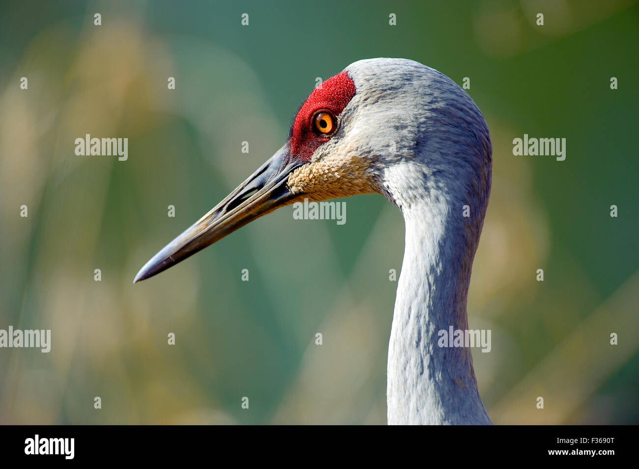 Sandhill Crane (Grus canadensis), George C Reifel Migratory Bird Sanctuary, Vancouver , British Columbia, Canada Stock Photo