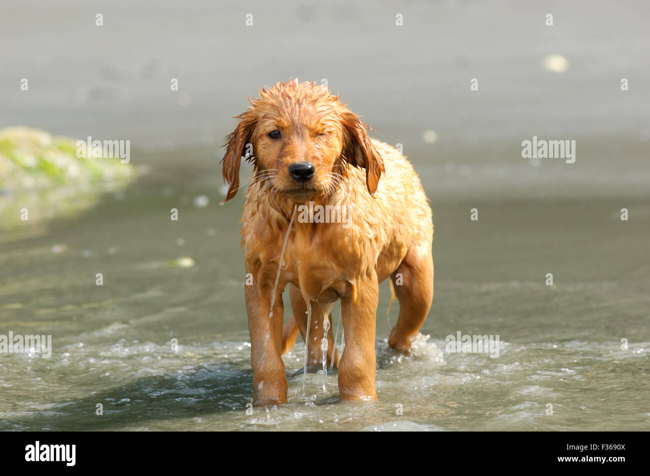 Canadian golden retriever clearance puppy