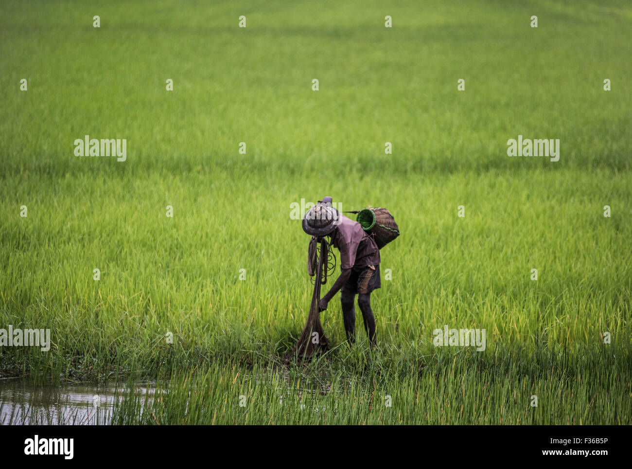 Man fishing in rice paddies in central Myanmar. Stock Photo