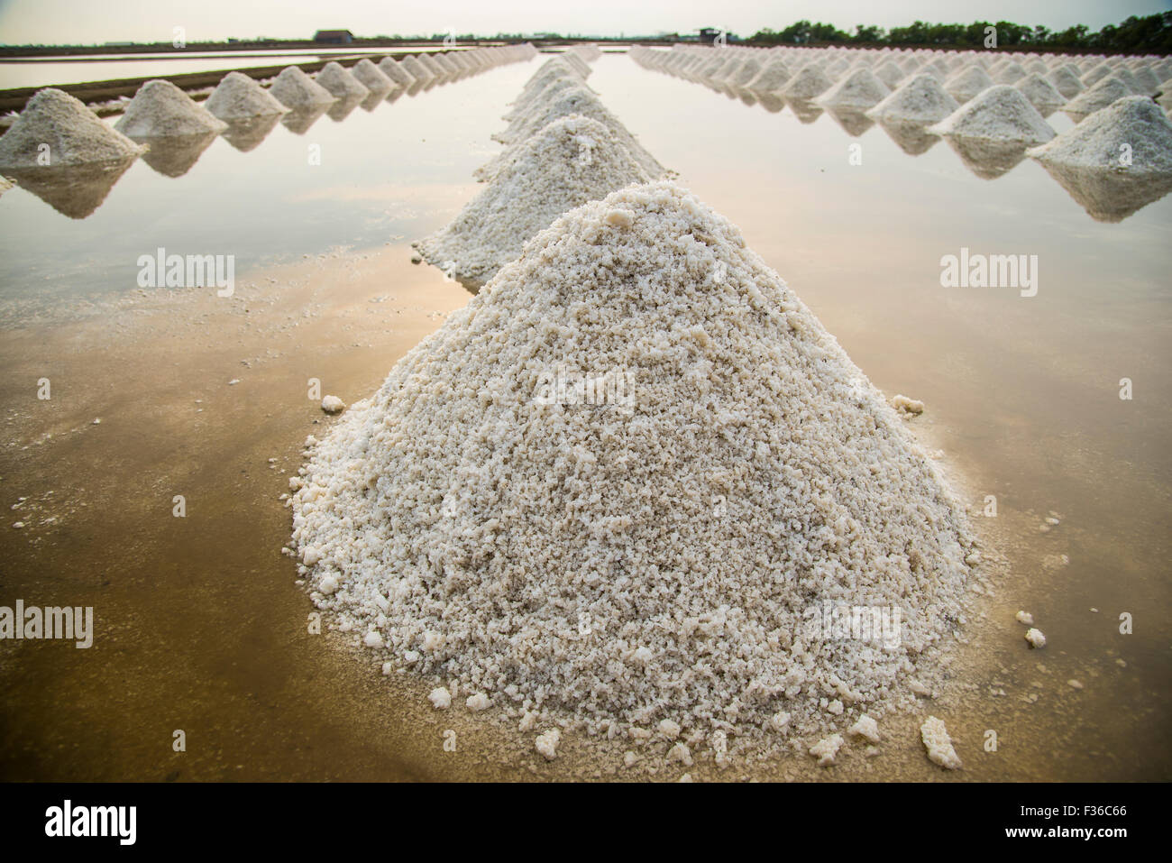 Table Salt Farm Agriculture field salt hi-res stock photography and images - Alamy