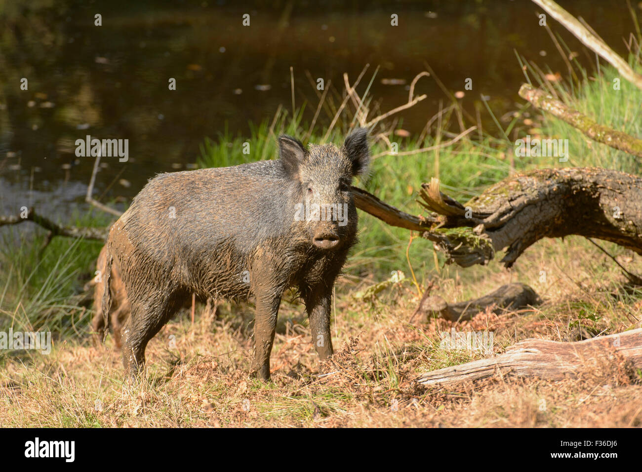 Wild Boar in the Forest of Dean, UK Stock Photo