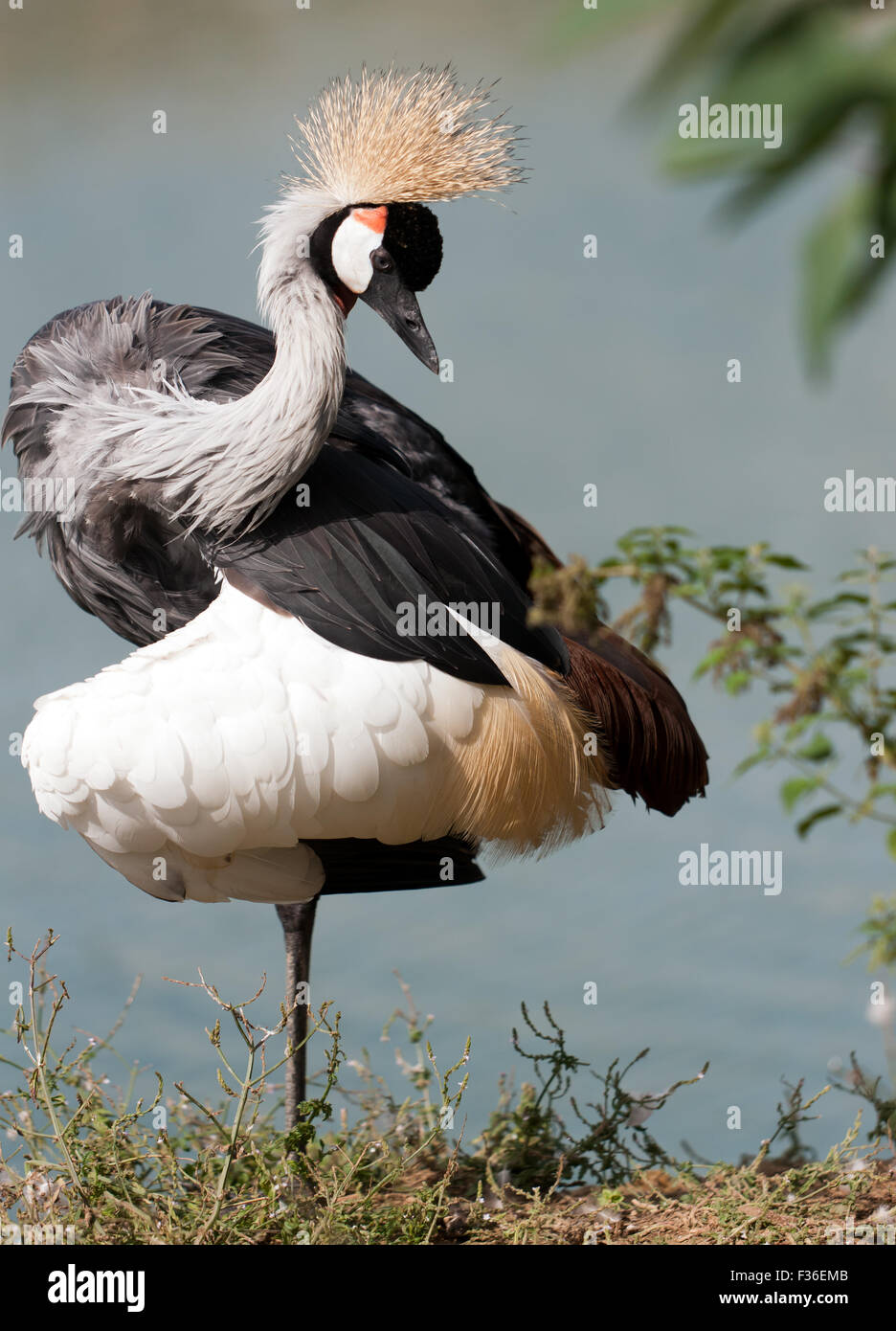 View of an East African Crested Crane (Balearica Regulorum Gibbericeps) at Wingham  Wildlife Park Stock Photo