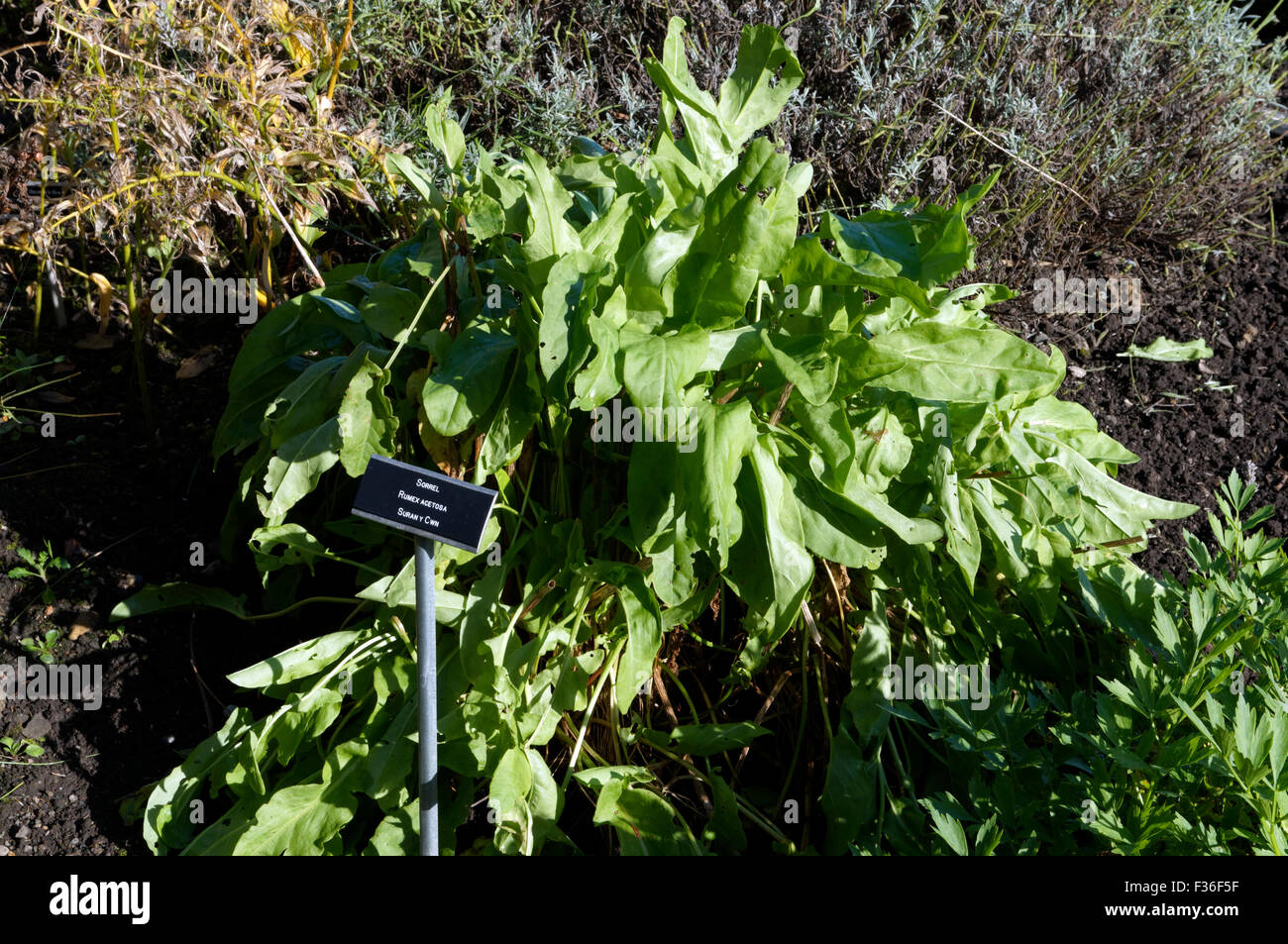 Sorrel rumex acetosa, Physic Garden, Cowbridge, Vale of Glamorgan, South Wales, UK. Stock Photo