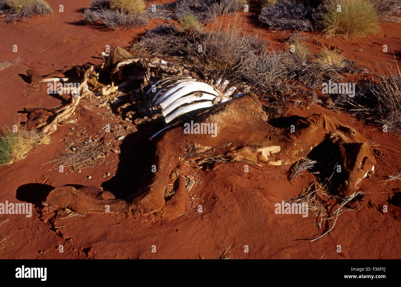 Dead Horses Stock Photos & Dead Horses Stock Images Alamy