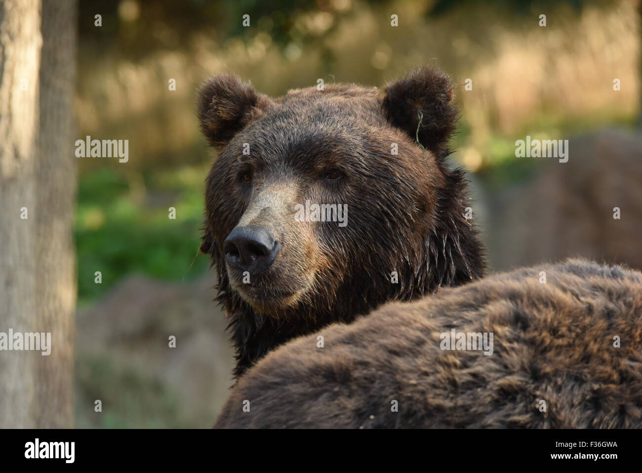 Kamchatka Brown Bear - Ursus arctos beringianus Stock Photo - Alamy
