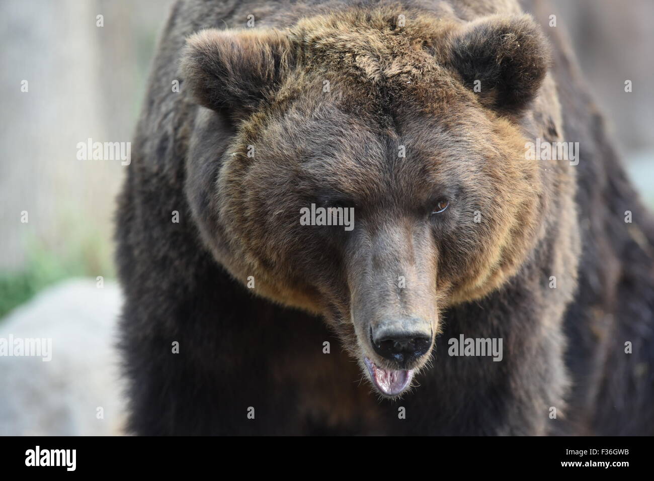 Kamchatka Brown Bear - Ursus arctos beringianus Stock Photo - Alamy