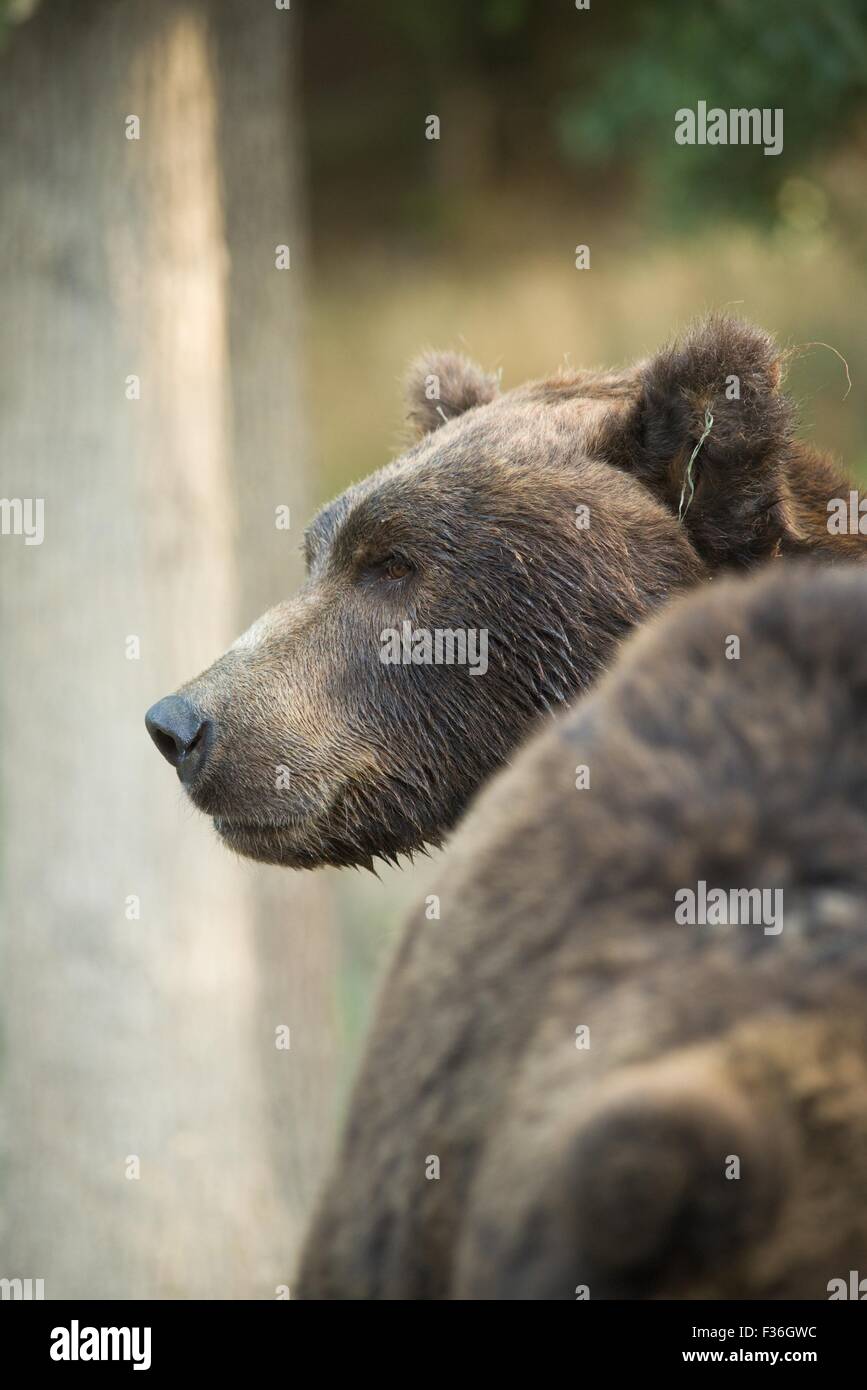 Kamchatka Brown Bear - Ursus arctos beringianus Stock Photo