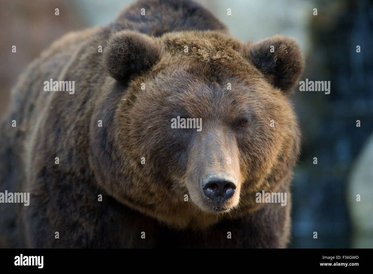 Kamchatka Brown Bear - Ursus arctos beringianus Stock Photo - Alamy