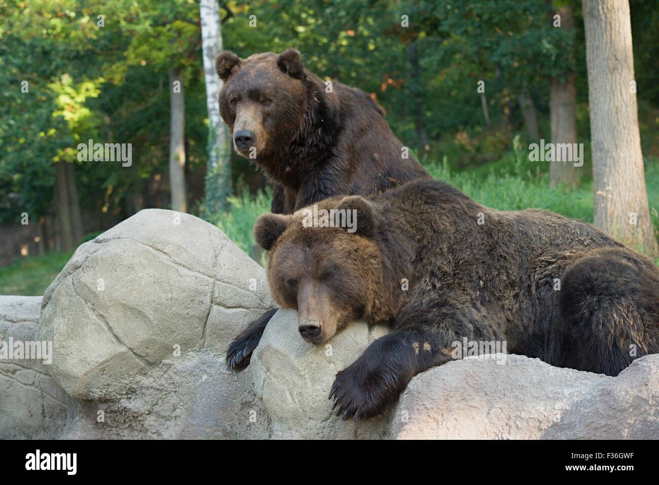 Kamchatka Brown Bear - Ursus arctos beringianus Stock Photo