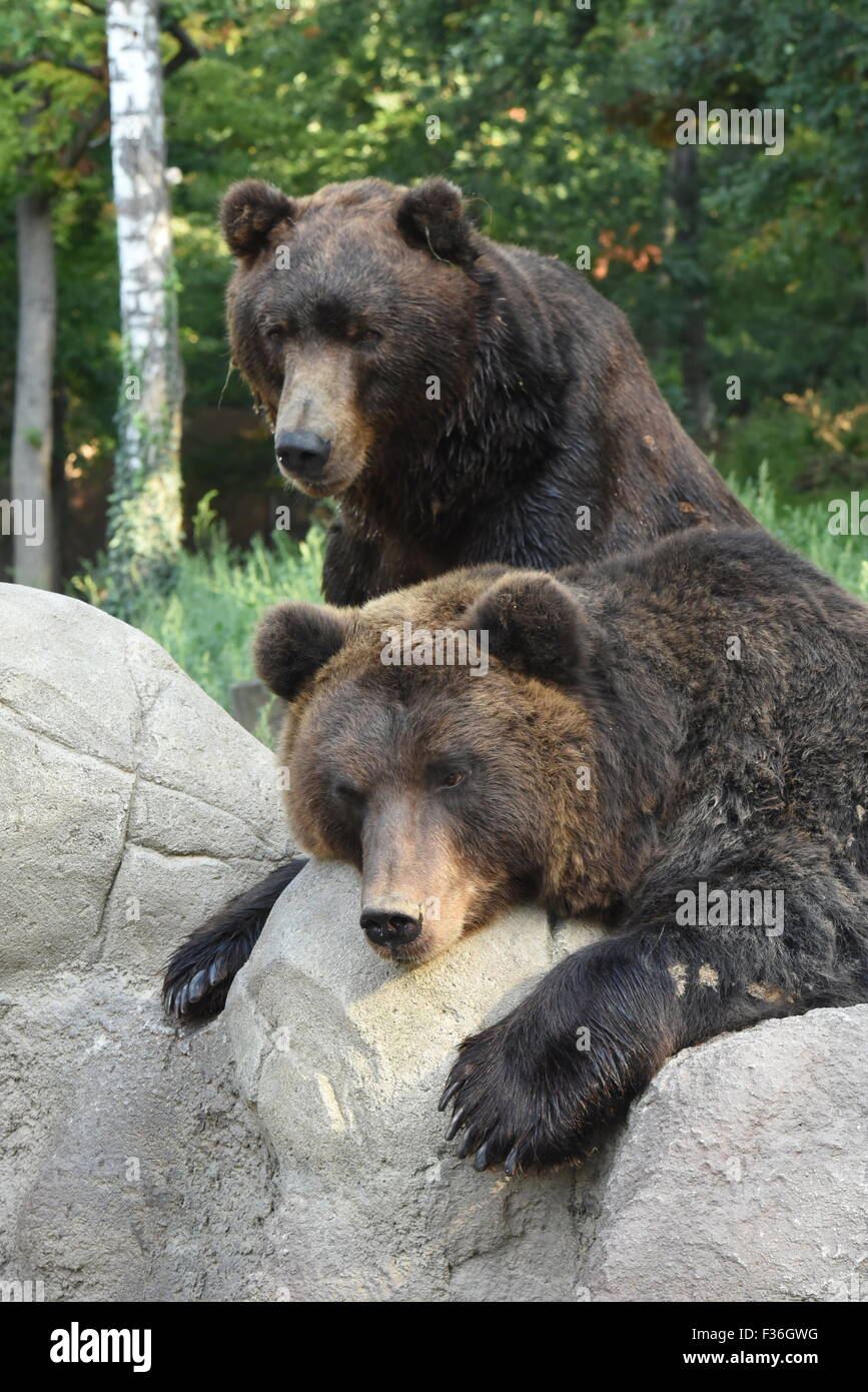 Kamchatka Brown Bear - Ursus arctos beringianus Stock Photo - Alamy
