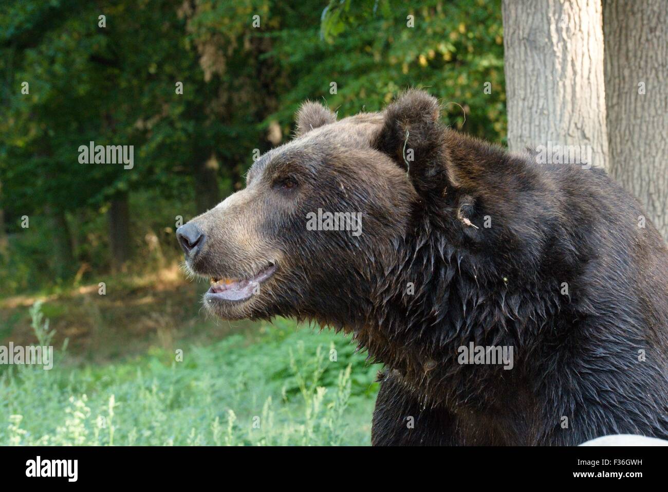 Kamchatka Brown Bear - Ursus arctos beringianus Stock Photo - Alamy