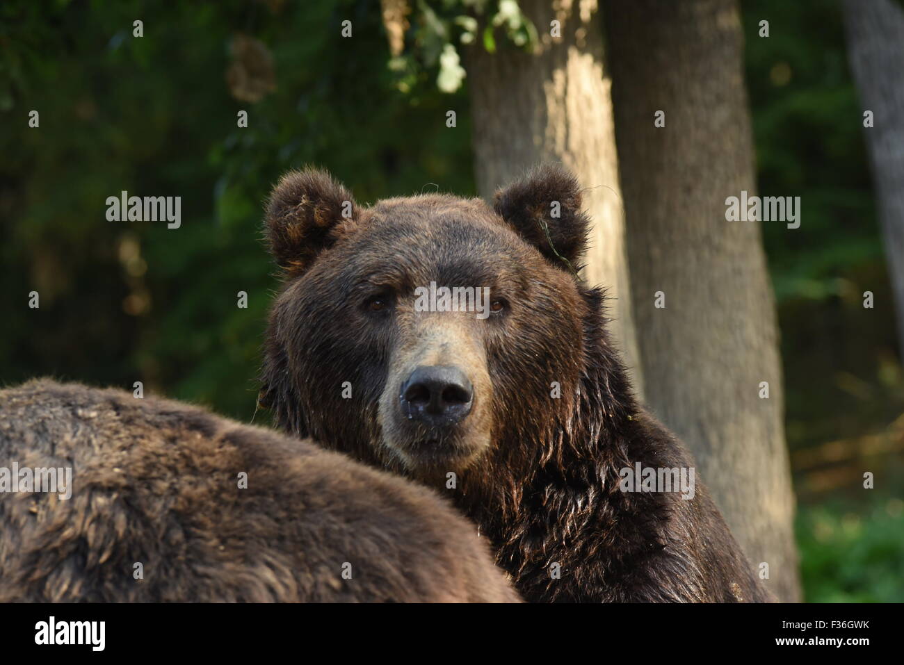 Kamchatka Brown Bear - Ursus arctos beringianus Stock Photo - Alamy