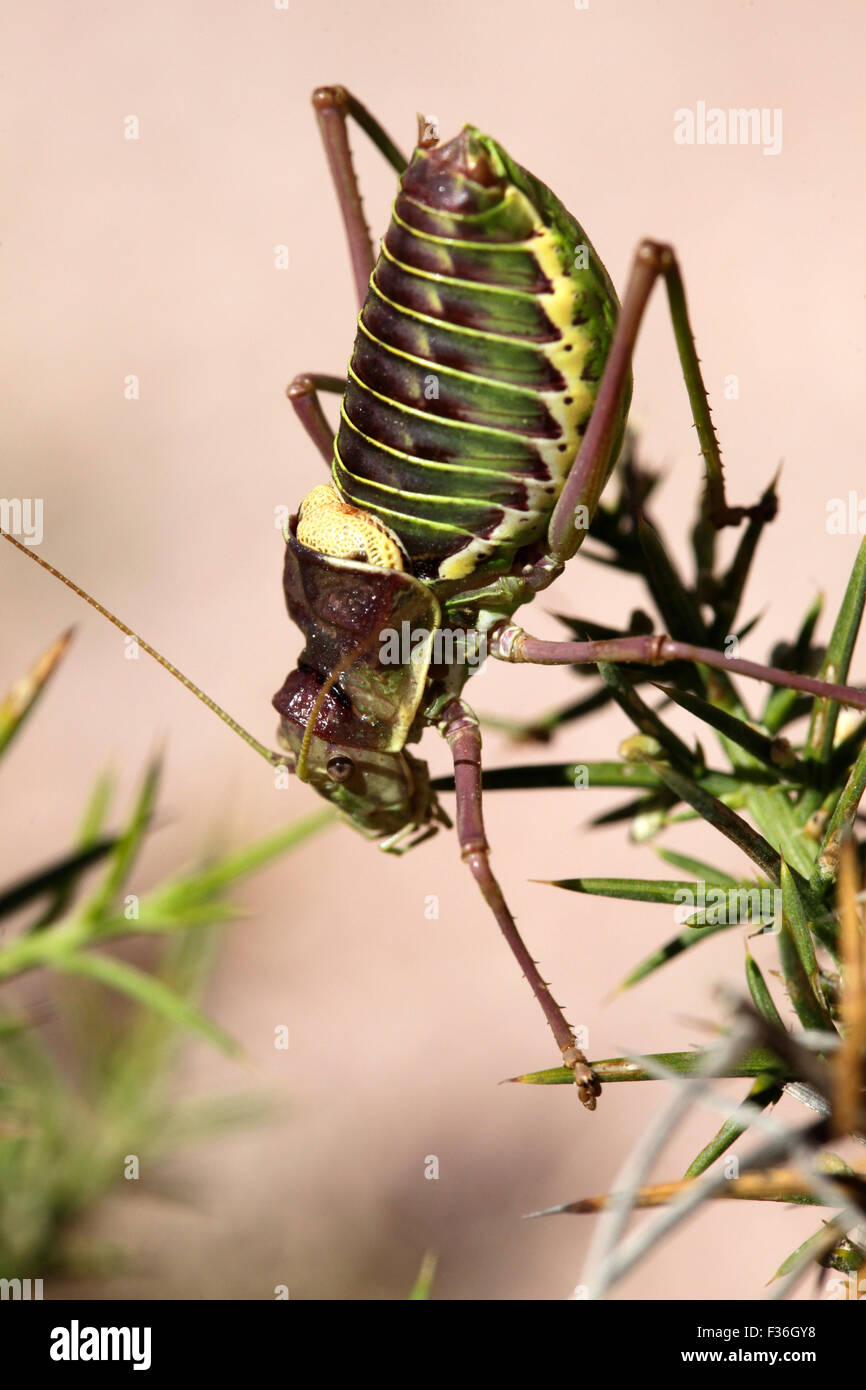 Cricket (insect), gryllidae, orthoptera Stock Photo