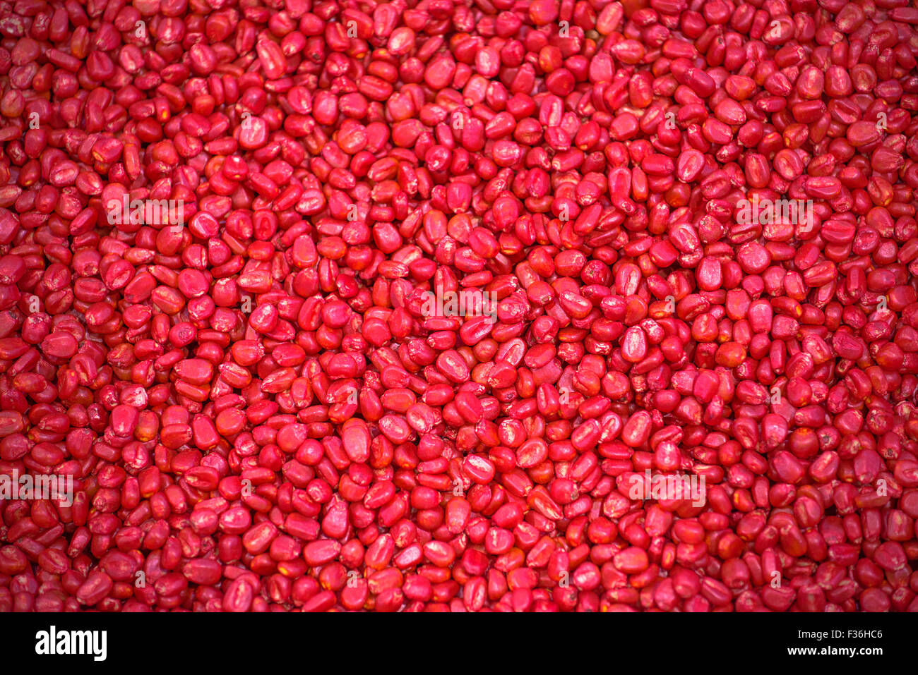 Chemically Treated Red Corn Seed Ready For Seeding Season In Cultivated Field Full Frame Background Stock Photo Alamy