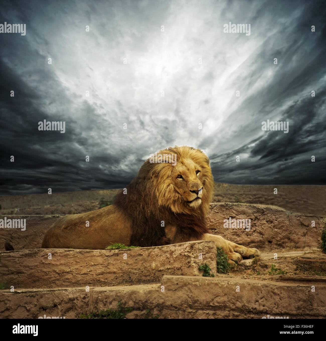 African lion in the desert Stock Photo
