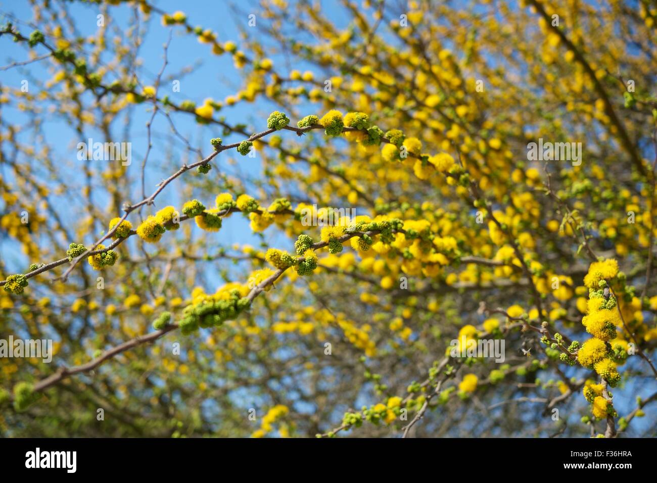 Beautiful tree over blue sky Stock Photo - Alamy