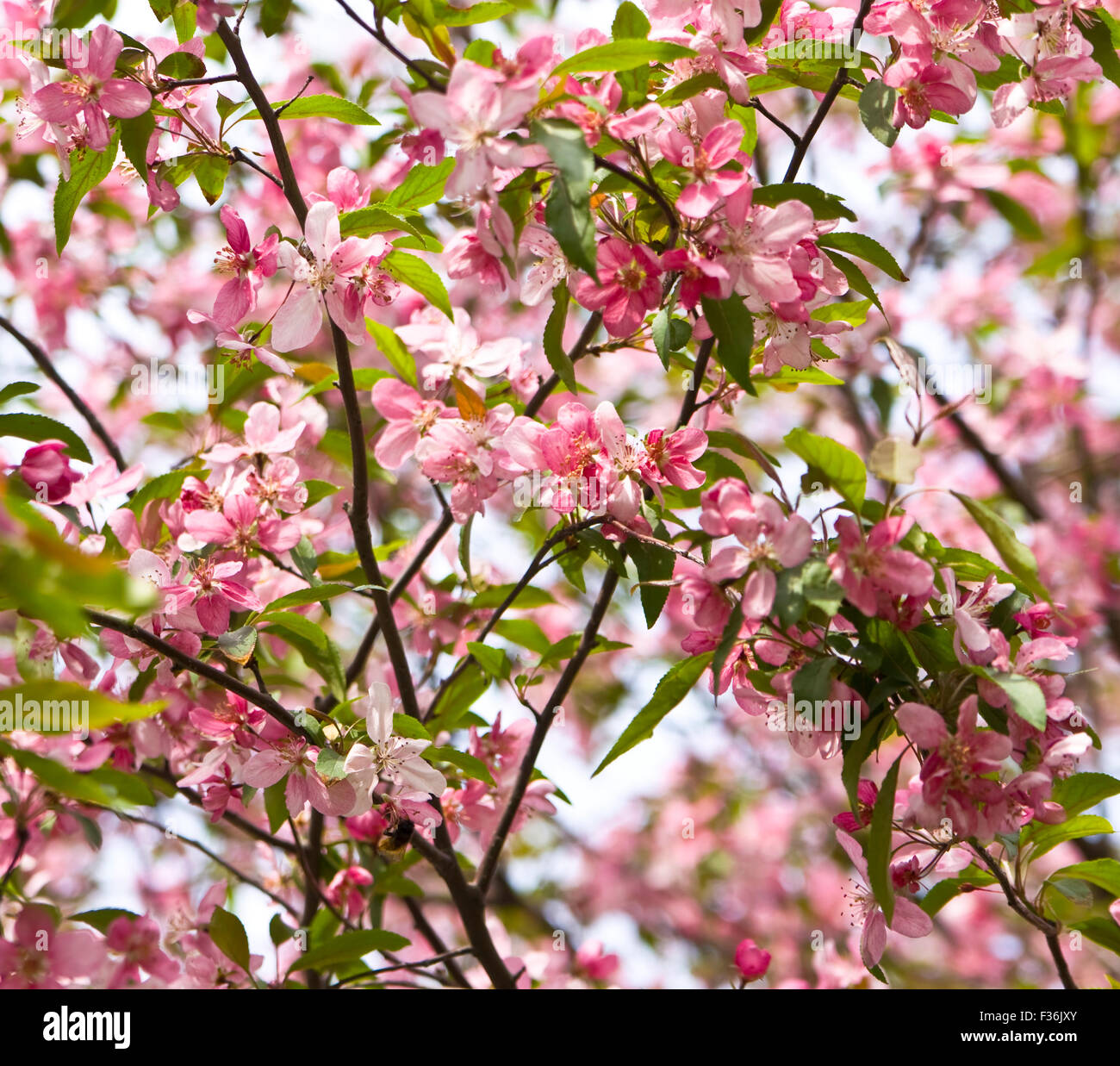 Branches of pink cherry tree in blossom with flowers Stock Photo - Alamy