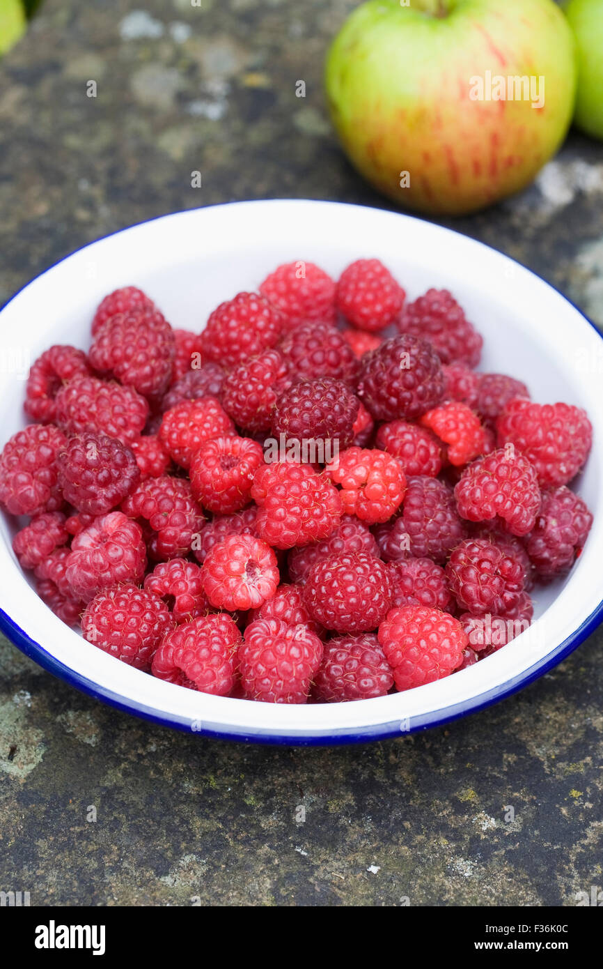 Rubus idaeus 'Autumn Bliss'. Freshly picked red berries in an enamel bowl. Stock Photo