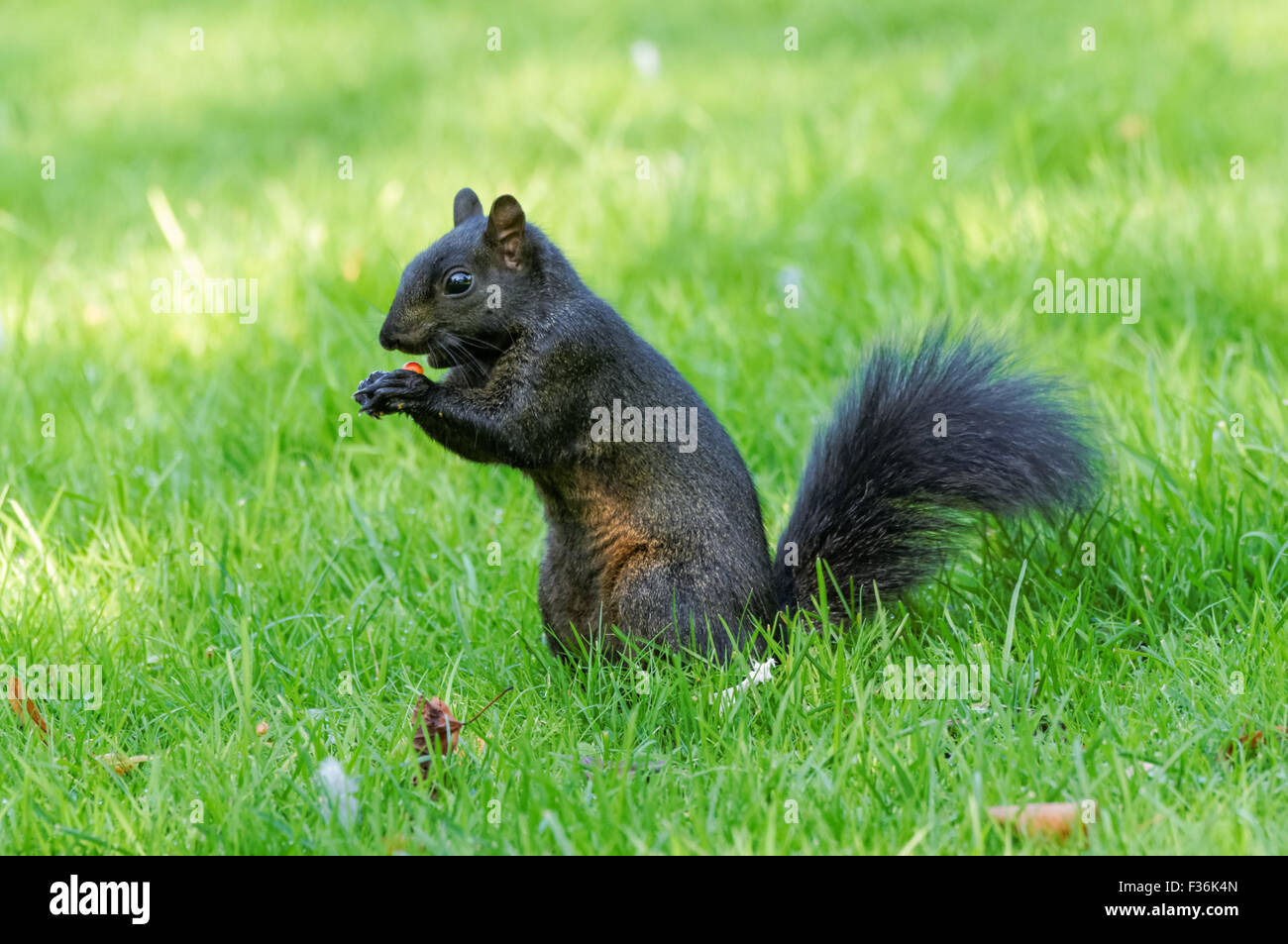 Black squirrel - a melanistic colour variant of the gray squirrel, Hitchin England United Kingdom UK Stock Photo