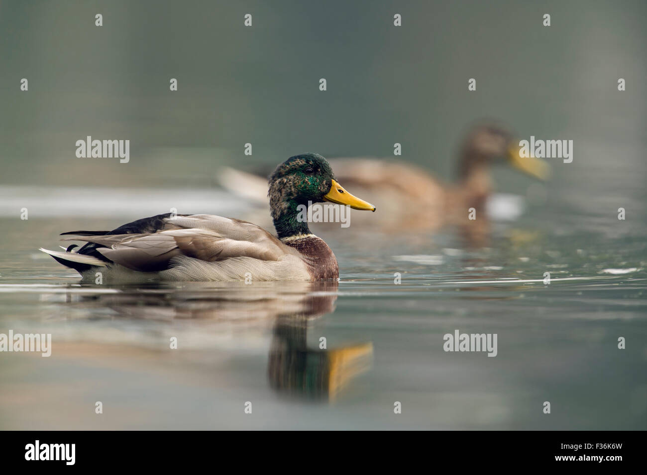 Pair of Mallard / Wild Ducks / Stockenten ( Anas platyrhynchos ) moulting its plumage swims along. Stock Photo