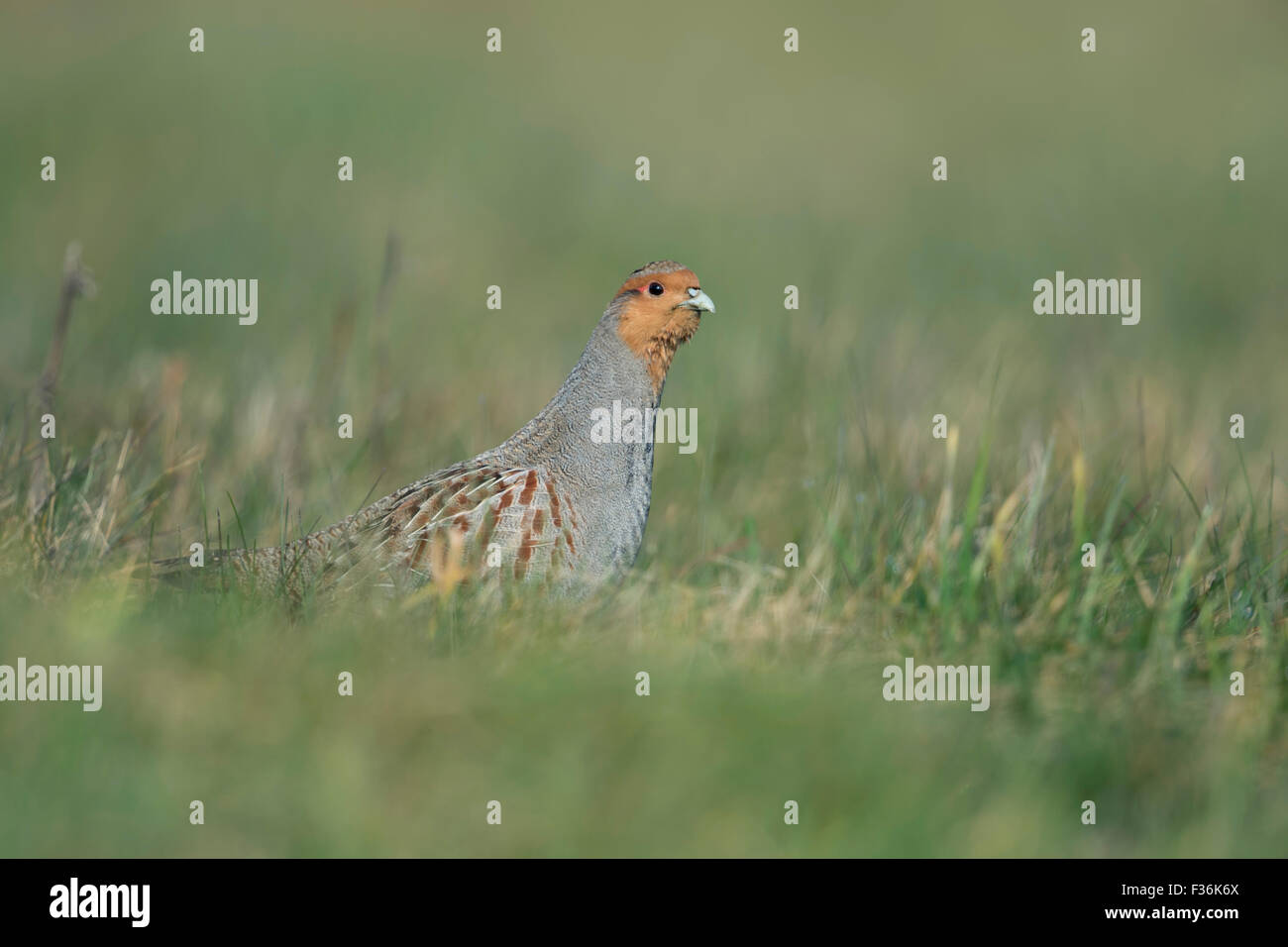 Attentive Grey partridge / Rebhuhn ( Perdix perdix ) looks with long neck out of a natural meadow, shows courtship display. Stock Photo