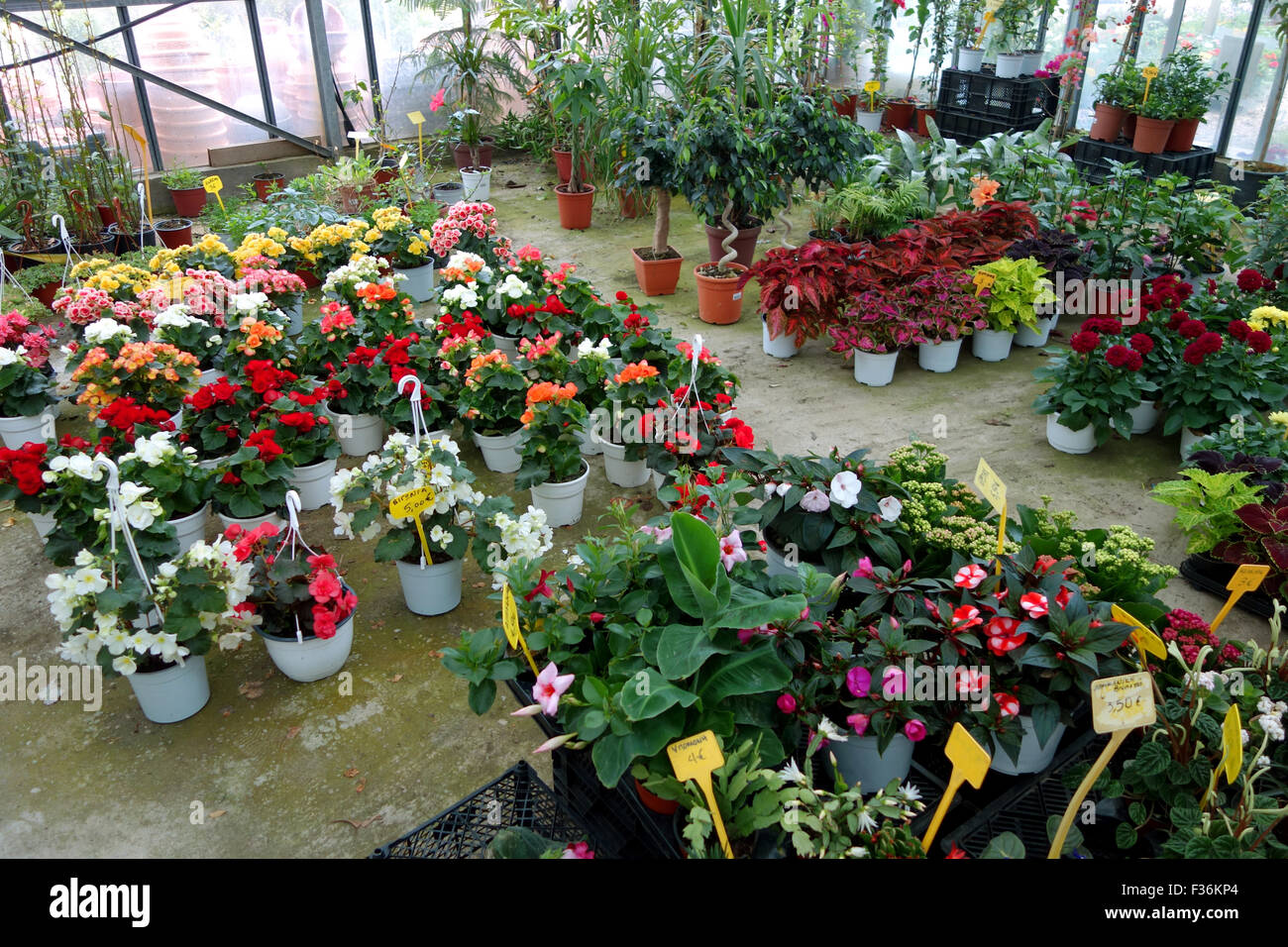 Plants and flowers for sale at the plant nursery Stock Photo Alamy