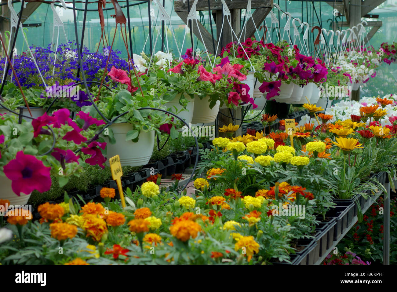 Plants and flowers for sale at the plant nursery Stock Photo Alamy