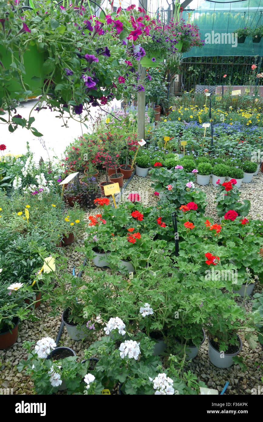 Plants and flowers for sale at the plant nursery Stock Photo Alamy