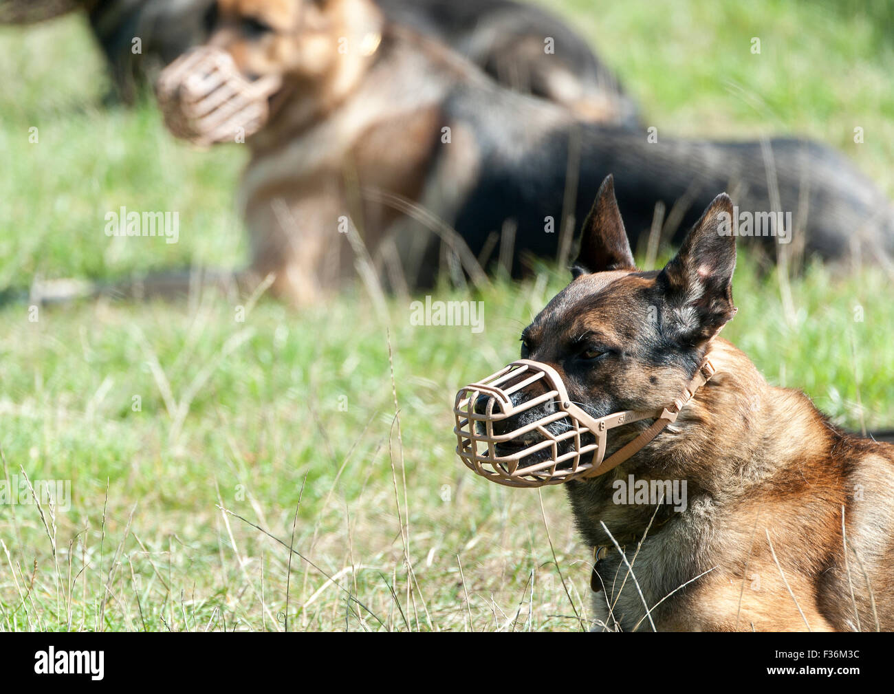The picture shows muzzled security guard dogs during the obedience and