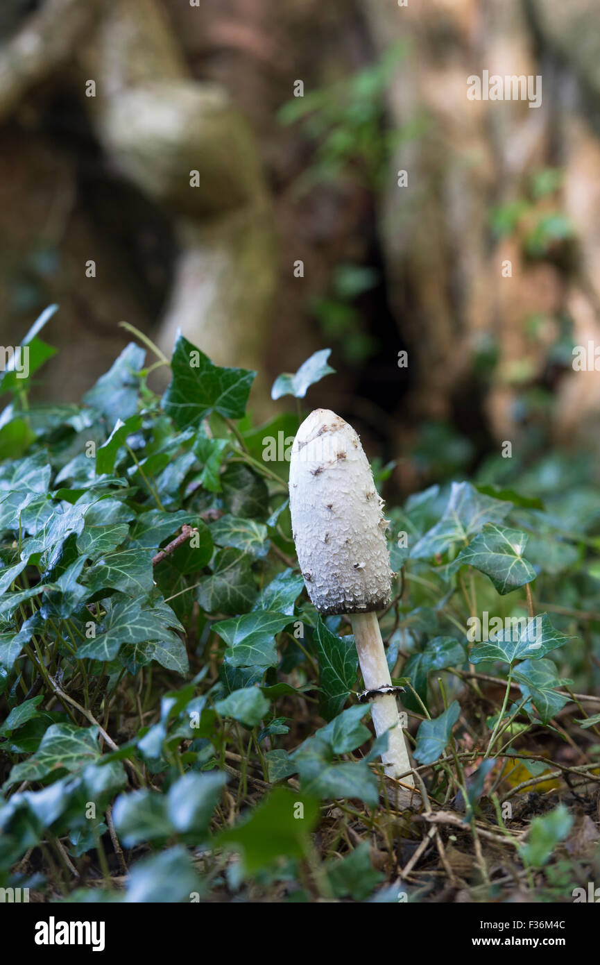 Coprinus comatus. Shaggy ink cap mushroom in autumn in an English woodland. UK Stock Photo
