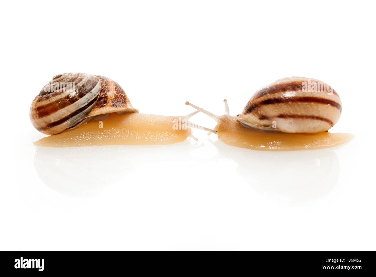 Striped snail on white background Stock Photo
