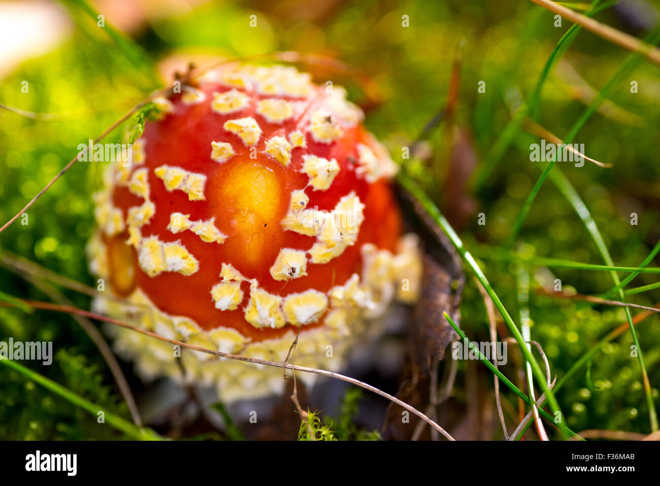 A Wild red Mushroom in the forest Cannock Staffordshire UK Stock Photo