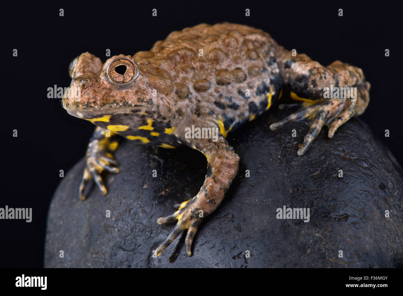 Yunnan fire-bellied toad (Bombina maxima) Stock Photo