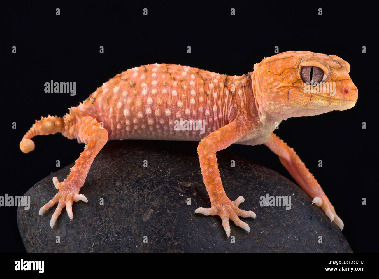 Rough knob-tailed gecko (Nephrurus amyae) Stock Photo