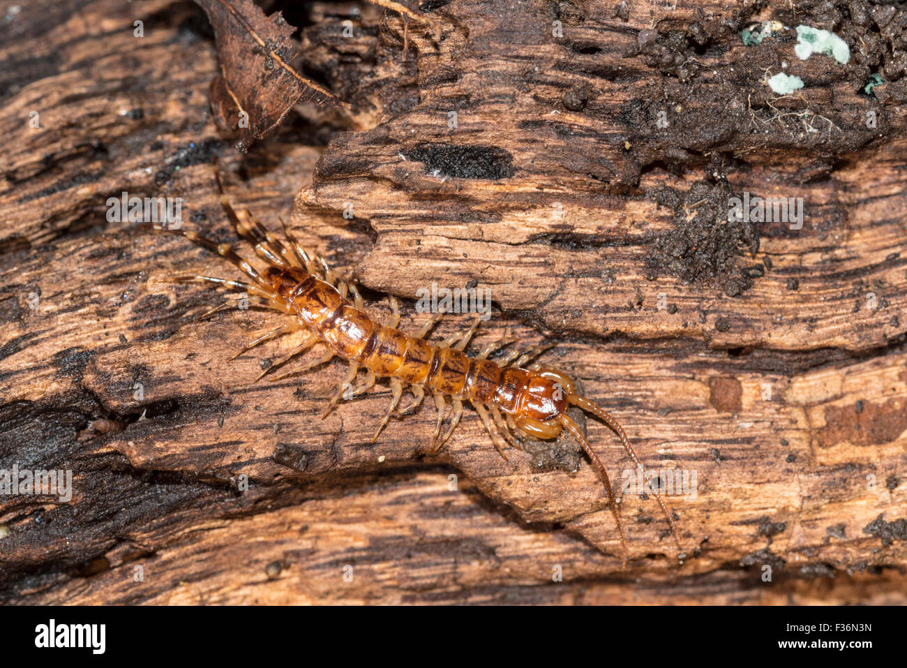 A shot of a centipede found under a log in Pulborough, West Sussex lit using the on camera flash Stock Photo