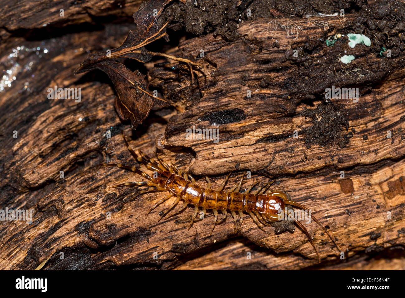 A shot of a centipede found under a log in Pulborough, West Sussex Stock Photo