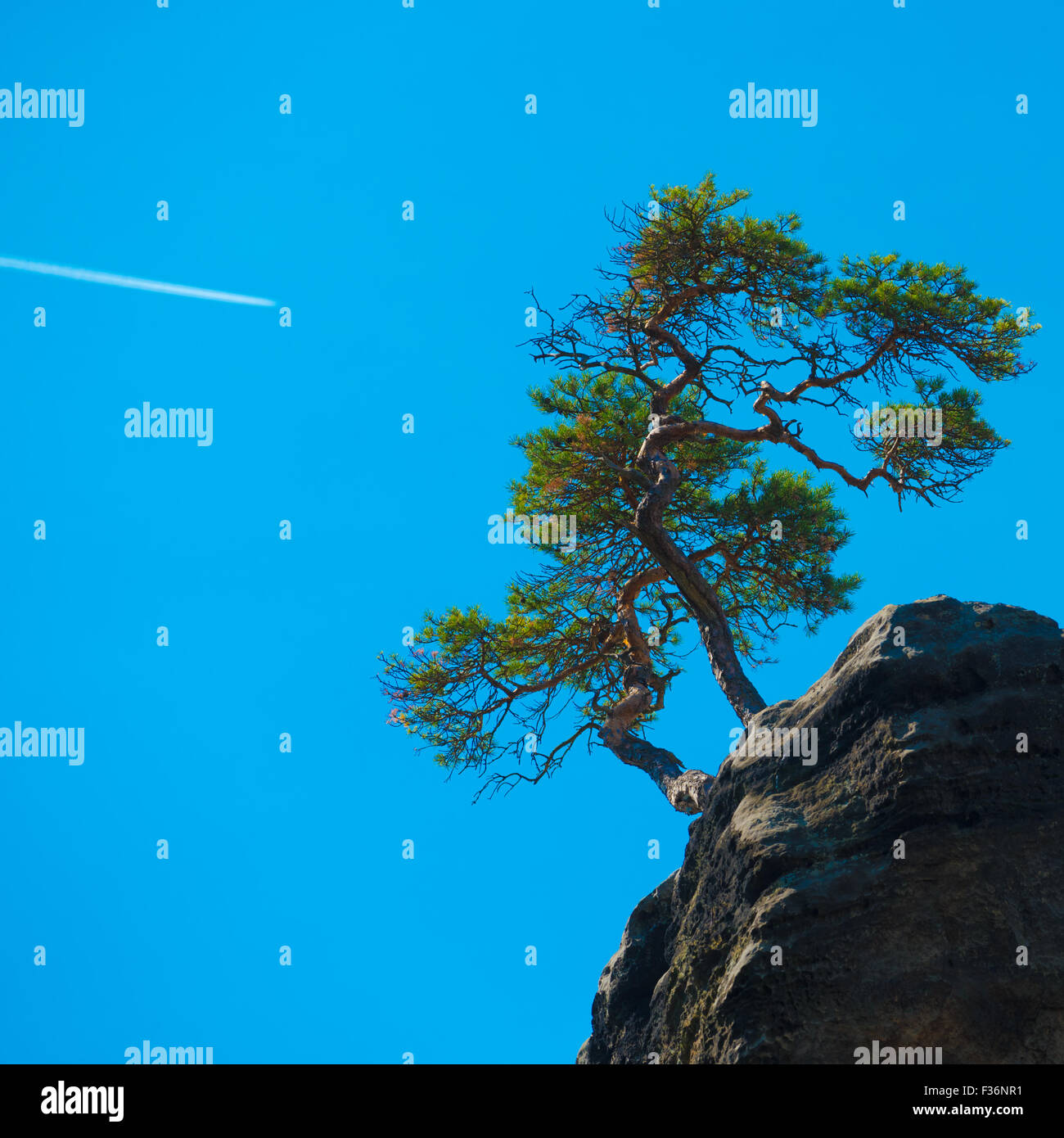 Pine tree on the cliff Stock Photo