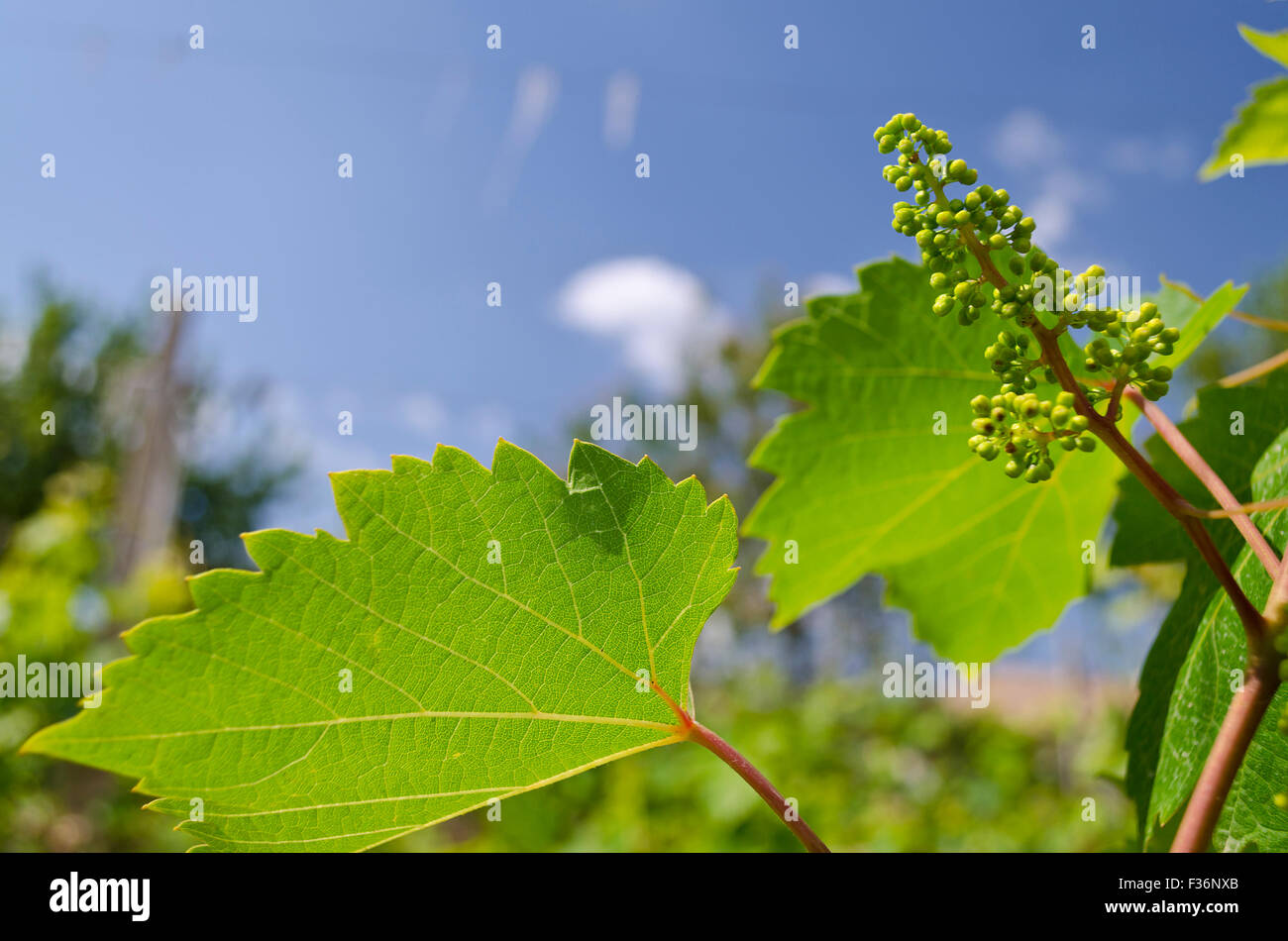 Growing bio grapes in the northern Bulgaria in the summer Stock Photo ...