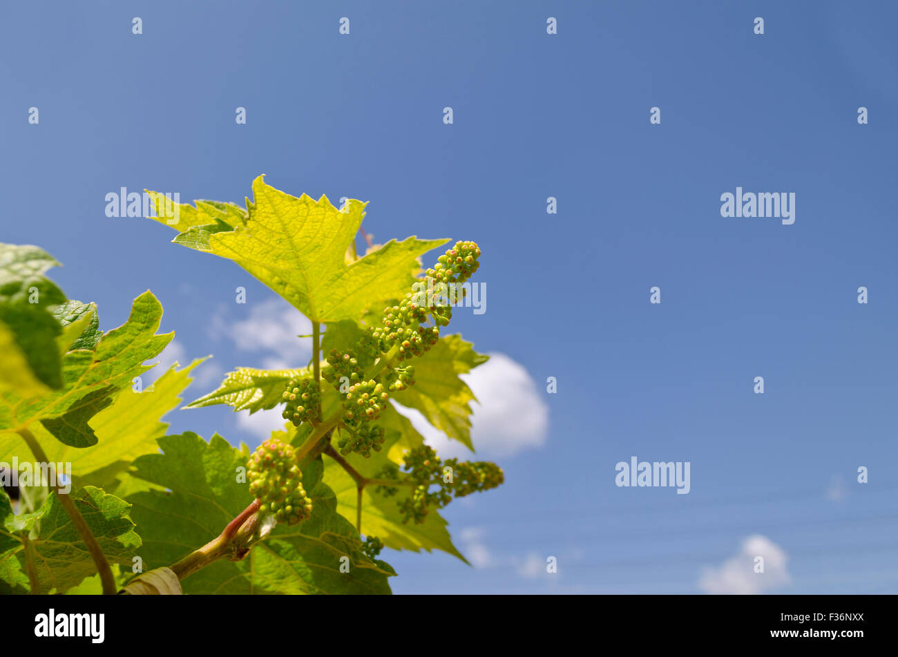 Growing bio grapes in the northern Bulgaria in the summer Stock Photo ...
