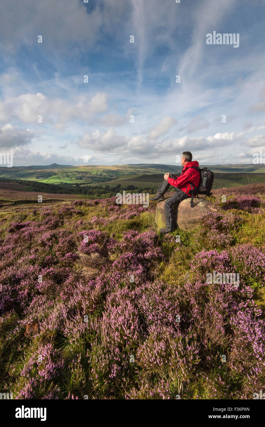 A Walker looking across to Shutlingsloe with blanket of Heather, Peak District National Park, Cheshire Stock Photo